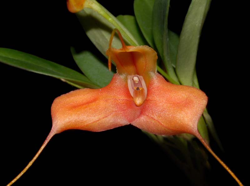 Masdevallia_venatoria_ws_cd