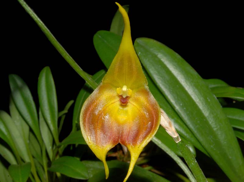 Masdevallia_venus_ws_cd