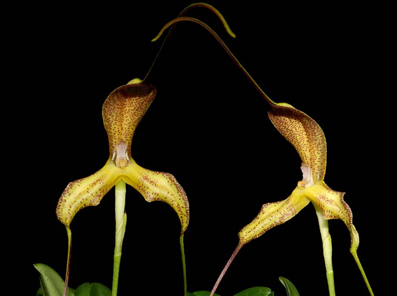 Masdevallia_wurdackii_WS_cd