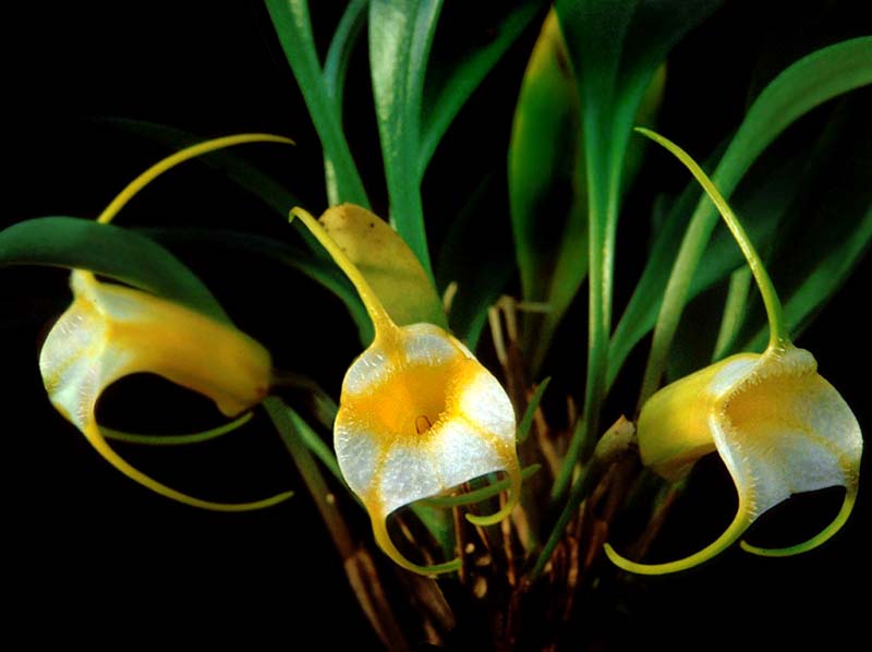 masdevallia_agaster_cd