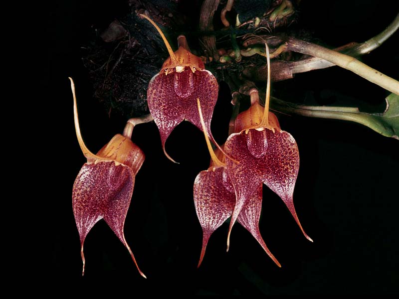 masdevallia_angulata2_cd