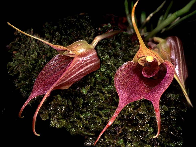 masdevallia_angulata_cd