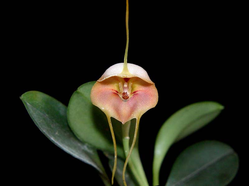 masdevallia_ariasii_ec_cd_cd