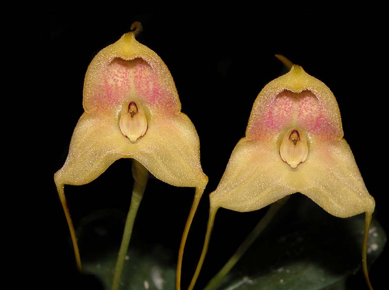 masdevallia_asterotricha_cd