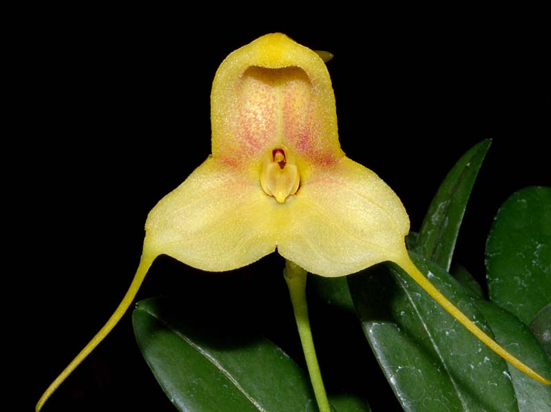 masdevallia_asterotricha_ws_cd