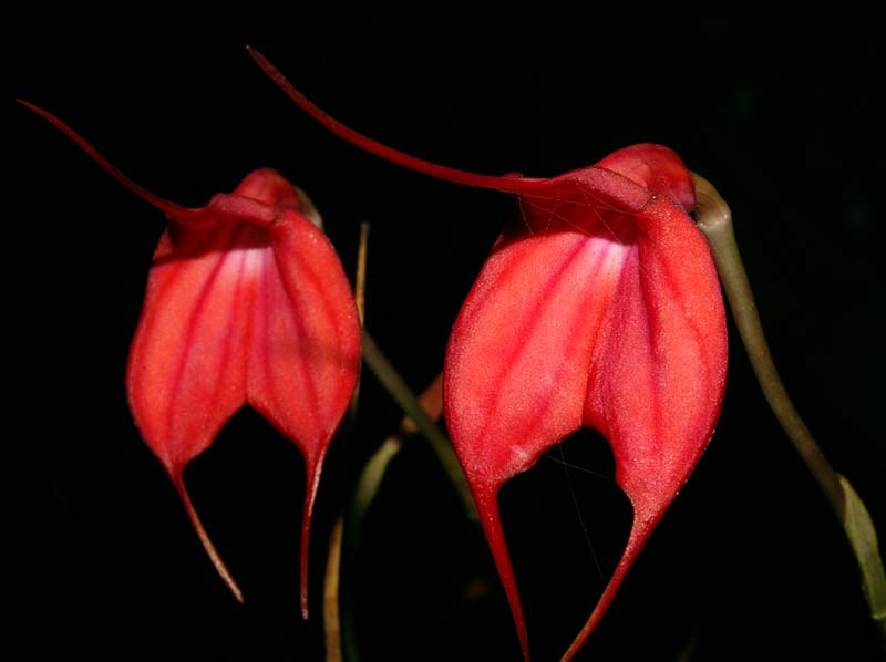 masdevallia_barleana2_ws_cd