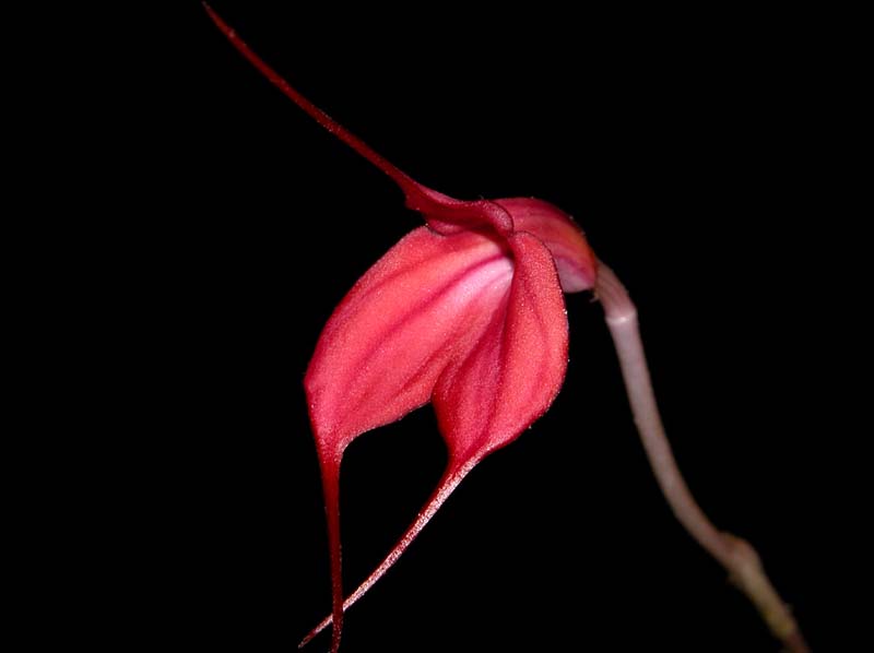 masdevallia_barleana_ws_cd