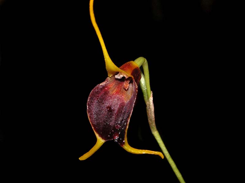 masdevallia_bicolor_ws_cd