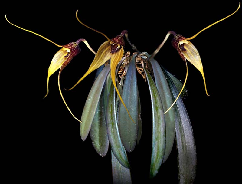 masdevallia_caesia_cd