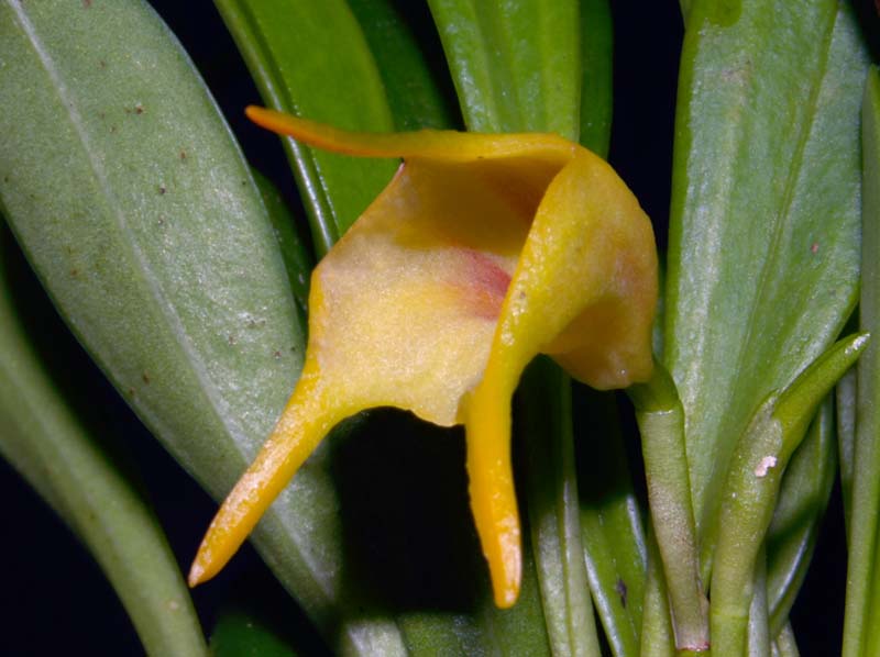 masdevallia_chasei_ws_cd