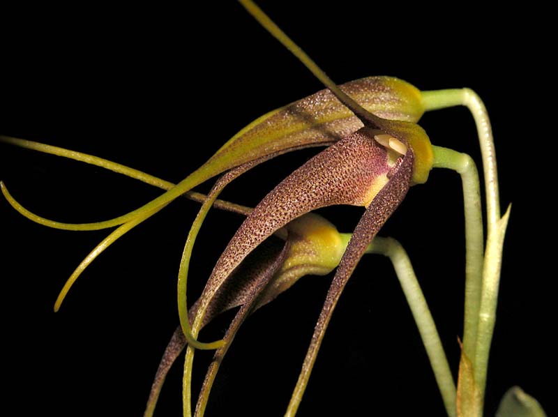 masdevallia_cinnamomea_cd