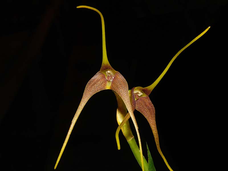 masdevallia_cinnamomea_ws_cd