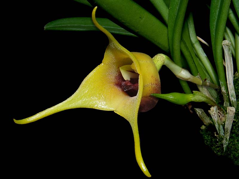 masdevallia_civilis_ws_cd