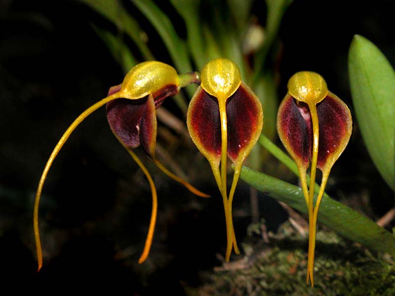 masdevallia_concinna_cd