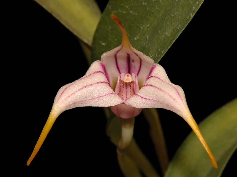 masdevallia_corderoana_cd