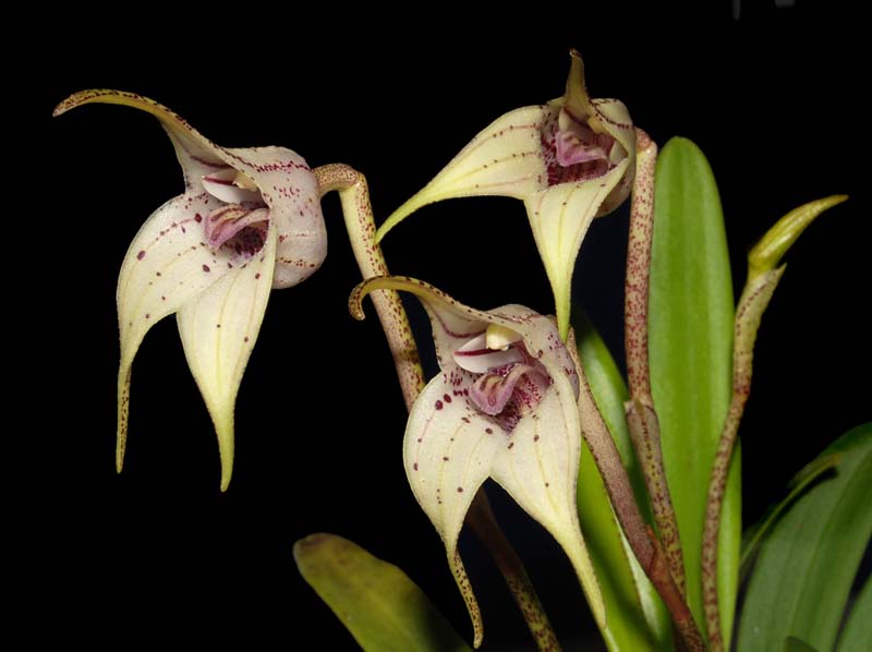 masdevallia_coriacea_ws_cd