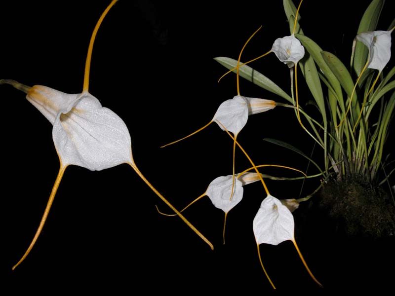 masdevallia_datura_cd