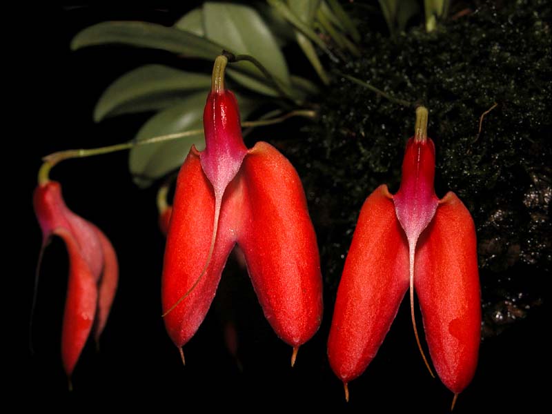 masdevallia_deformis2_cd