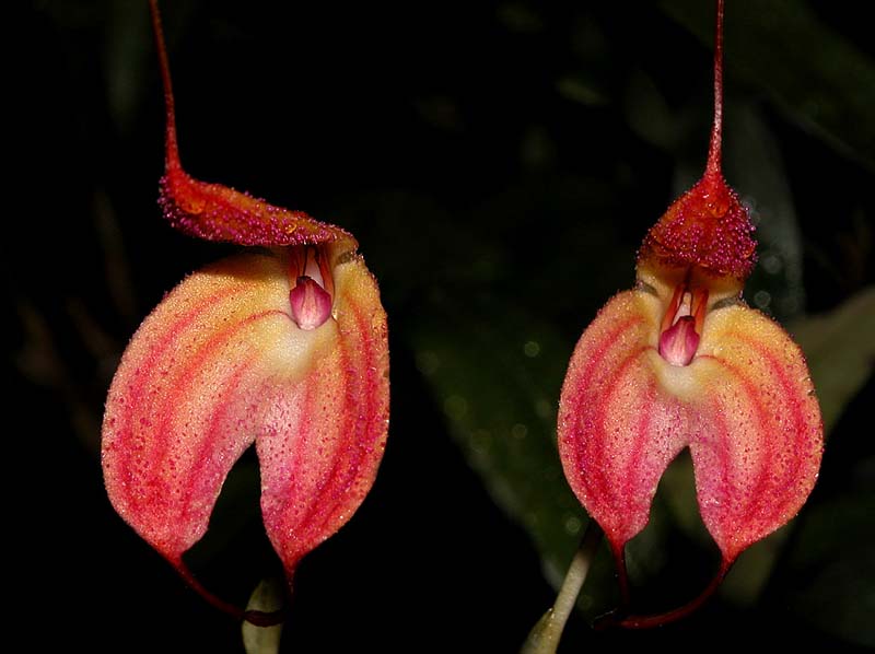 masdevallia_eumeliae_cd