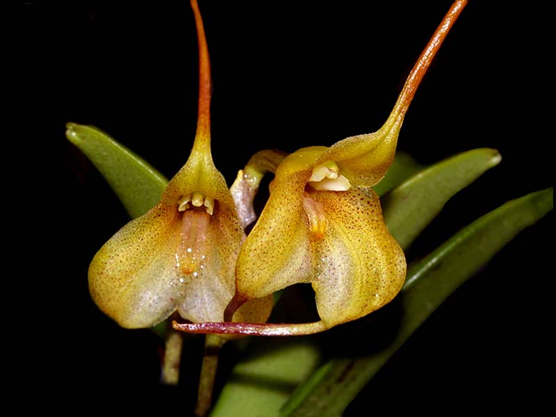 masdevallia_floribunda_cd