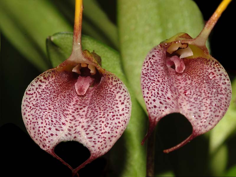 masdevallia_floribunda_ws_cd