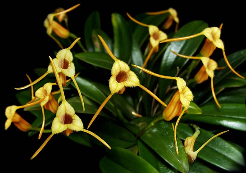 masdevallia_fuchsii_cd