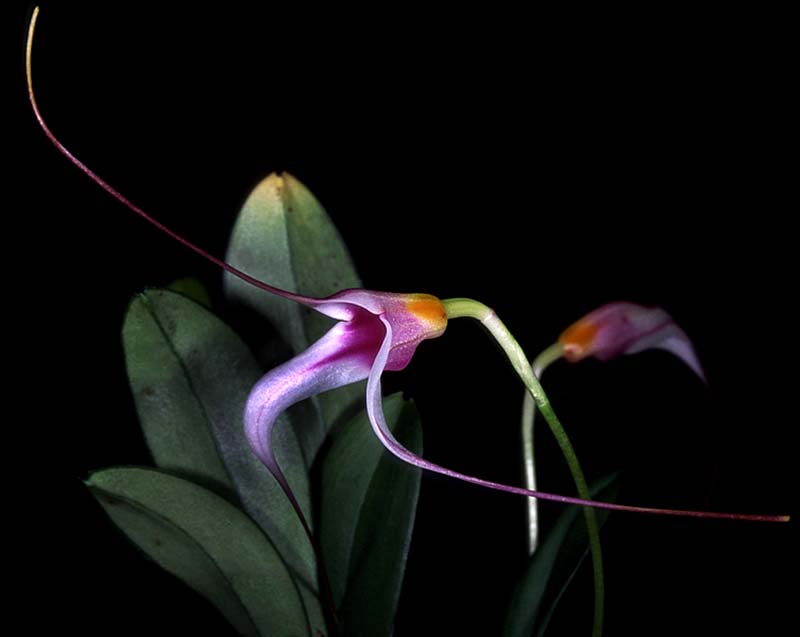 masdevallia_gilbertoi_cd