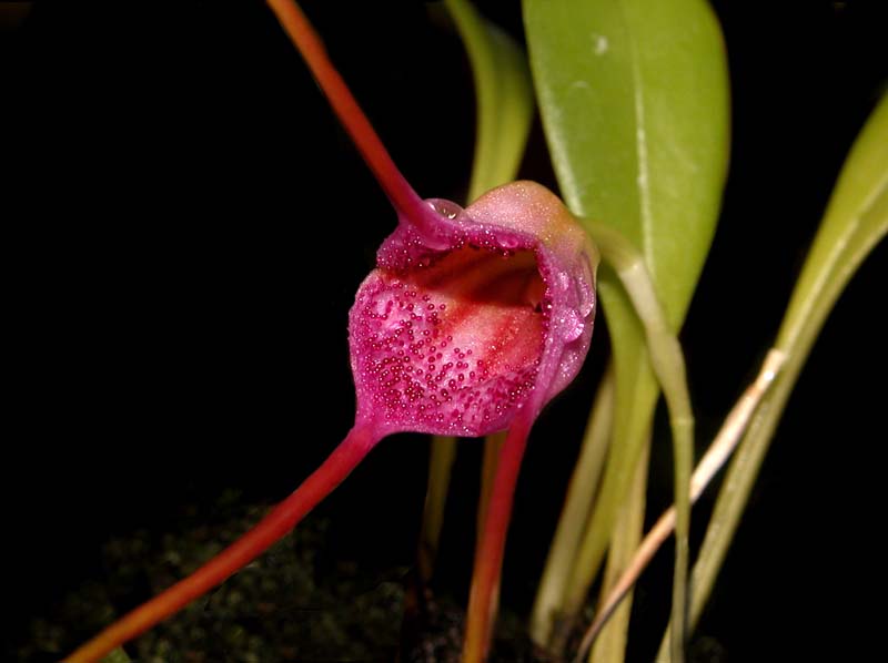 masdevallia_glandulosa_ws_cd