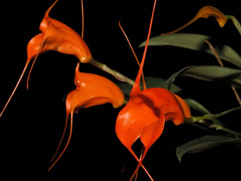 masdevallia_hirtzii_cd