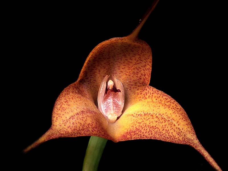 masdevallia_instar_cd