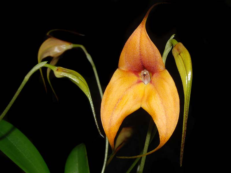 masdevallia_kimballiana_ws_cd