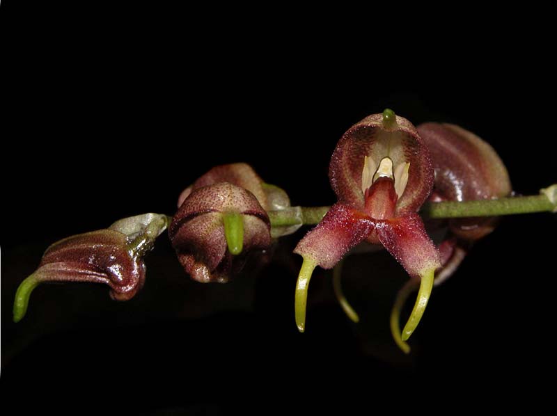 masdevallia_leptoura2_cd