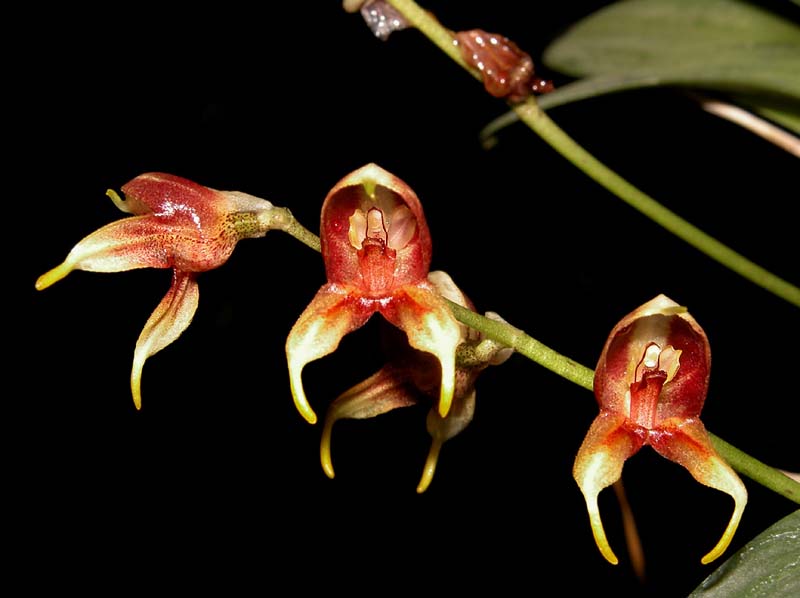 masdevallia_leptoura_cd