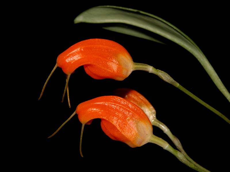 masdevallia_limax_cd