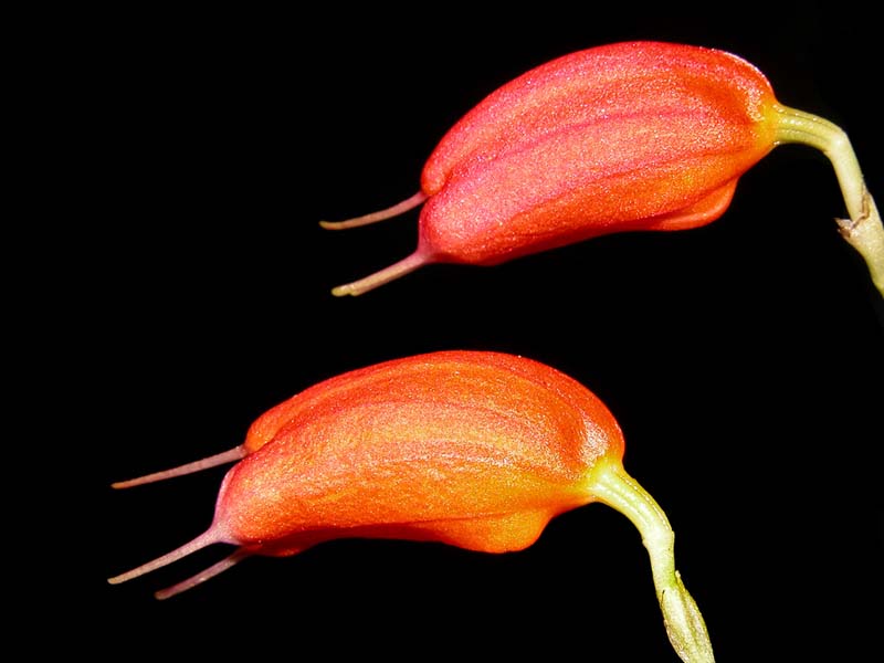 masdevallia_lucernula_cd