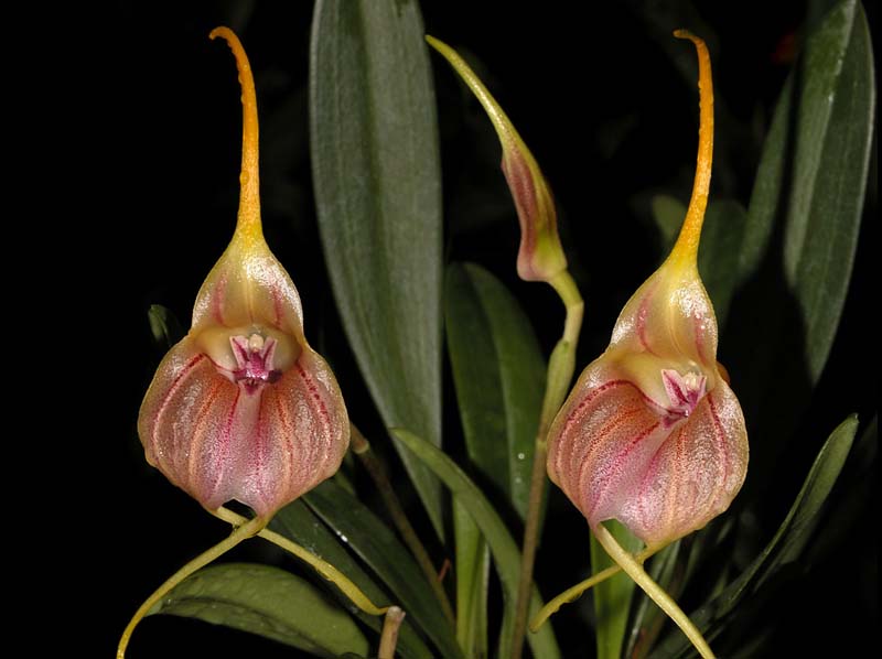 masdevallia_monikana_cd