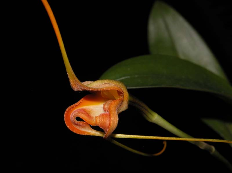 masdevallia_norops2_cd