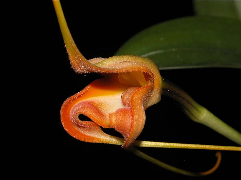 masdevallia_norops_cd