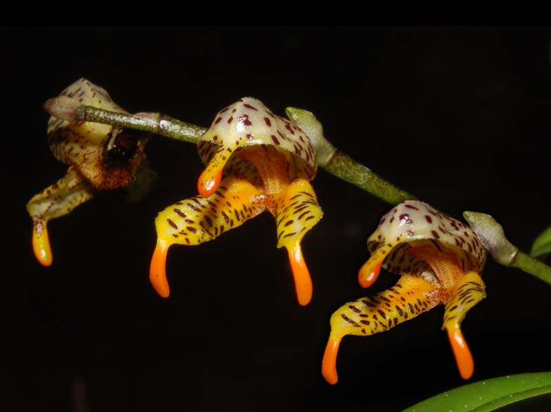 masdevallia_pachyura_ws_cd