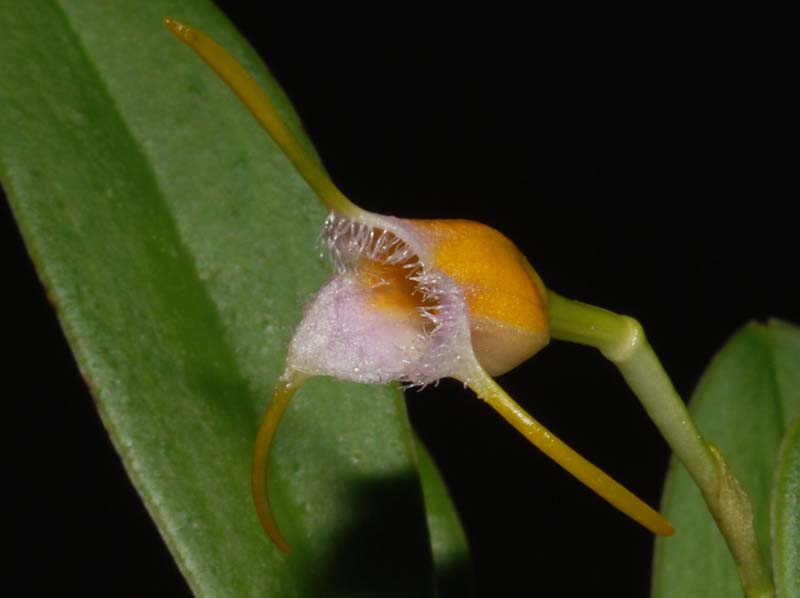 masdevallia_paivaeana2_ws_cd