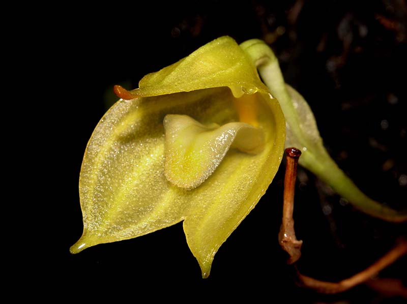 masdevallia_platyglossa_cd