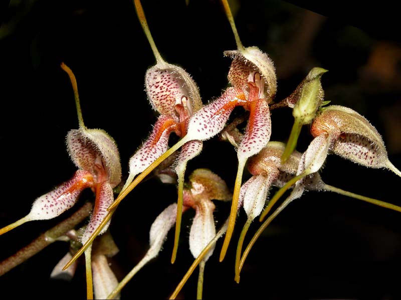 masdevallia_polysticta_cd