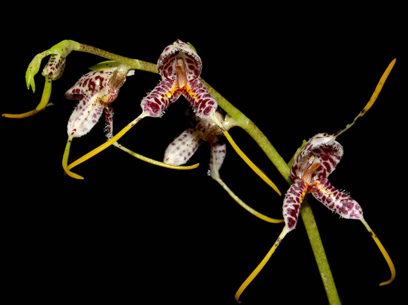 masdevallia_polysticta_ws_cd