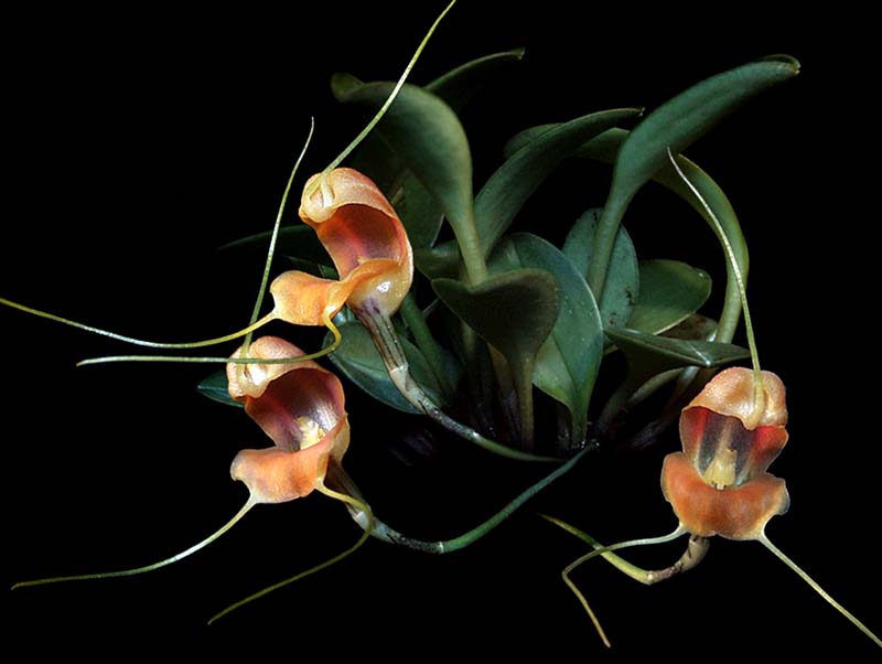 masdevallia_prodigiosa_cd