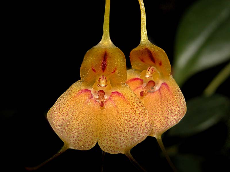 masdevallia_pteroglossa2_cd