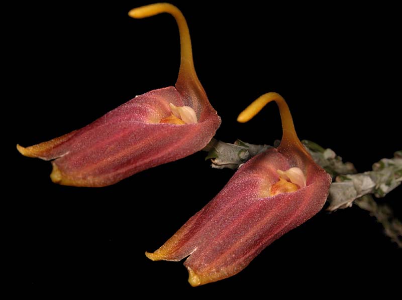 masdevallia_revoluta_cd