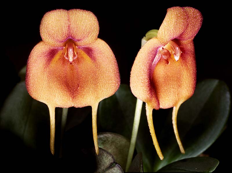 masdevallia_rubiginosa_cd