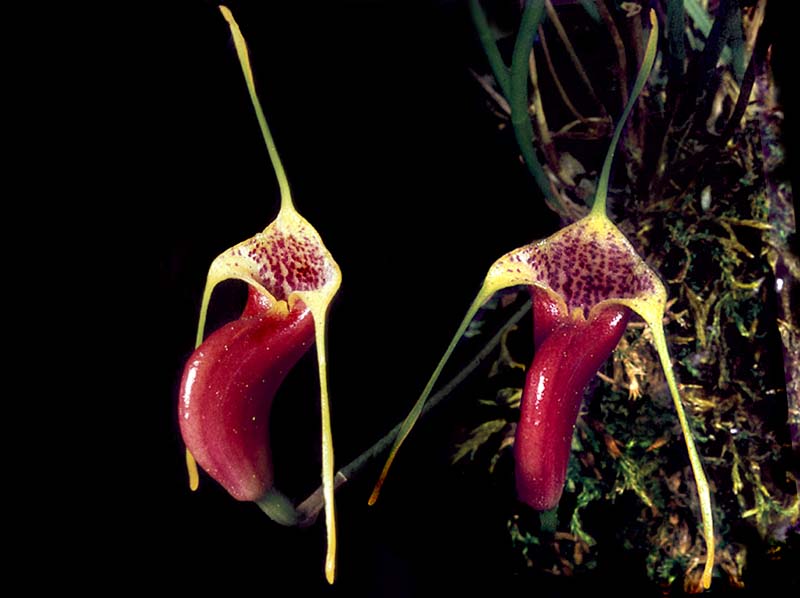 masdevallia_saltatrix_cd