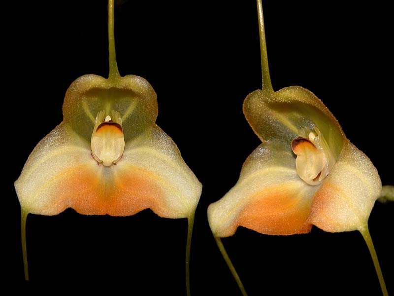 masdevallia_sanctae-inesiae_cd