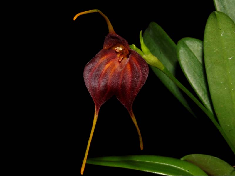 masdevallia_scitula_ws_cd